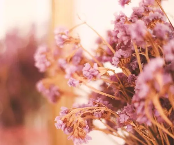 Spigolatrice לינה וארוחת בוקר 3*